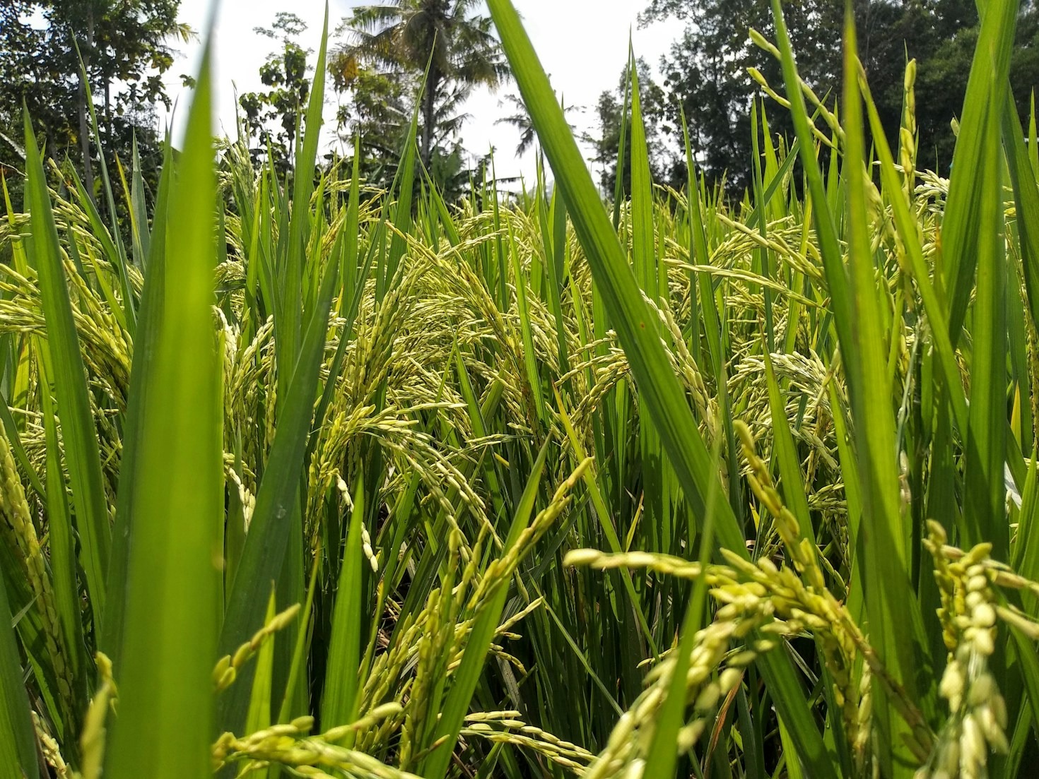 Top 5 Rice Varieties and Their Unique Benefits