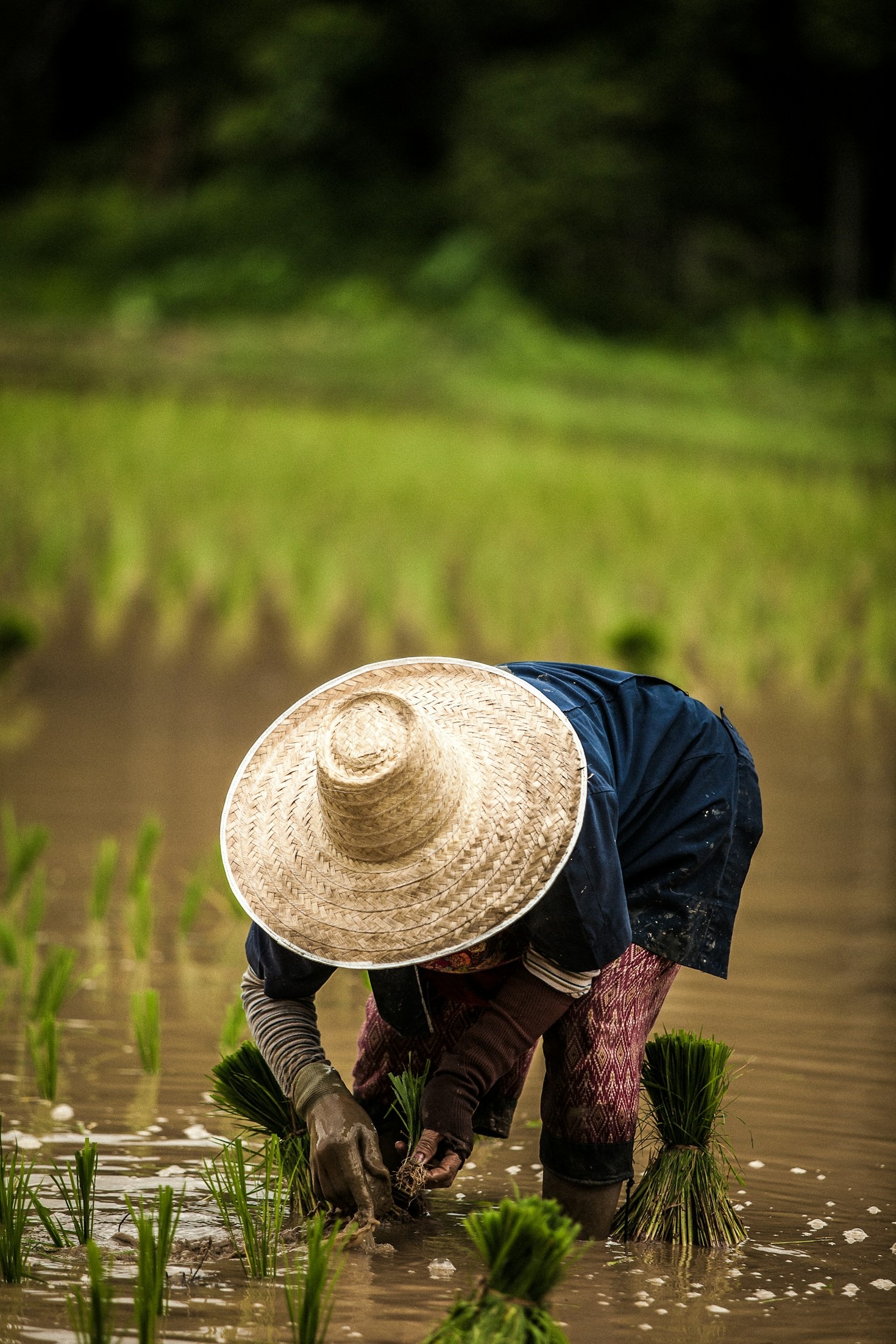 Maximizing Yield: Best Practices in Rice Agriculture