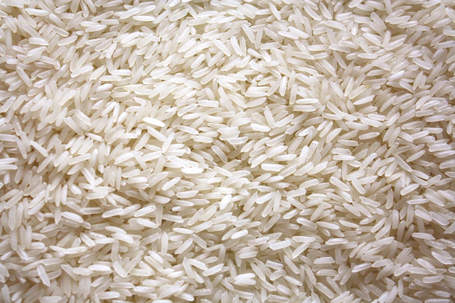 Understanding the Economic Benefits of Rice Farming